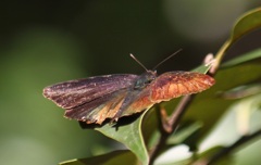 ムラサキツバメ