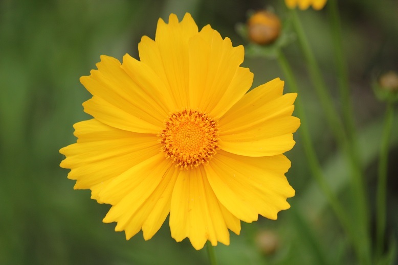 オオキンケイギク