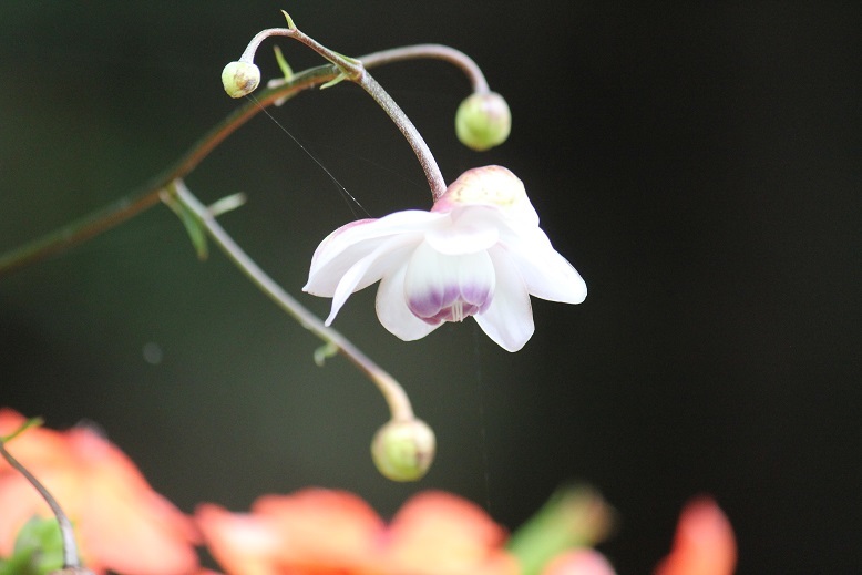 レンゲショウマ