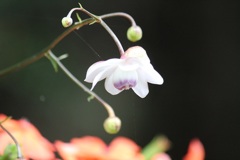 レンゲショウマ