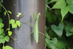 カマキリ