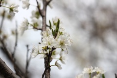 スモモの花