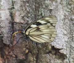 ゴマダラチョウ　春型