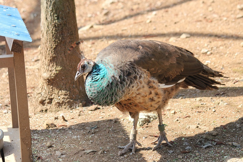 クジャク　多摩動物園