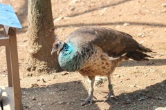 クジャク　多摩動物園