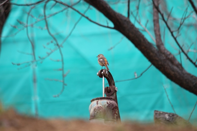 ジョビ子ちゃん