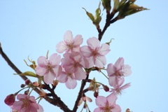 寒桜