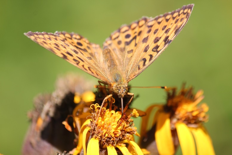 ギンボシヒョウモン