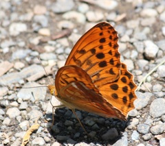 メスグロヒョウモン　オス