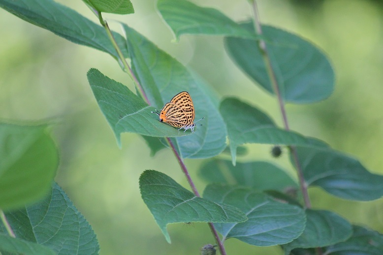 ウラナミアカシジミ