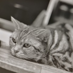 ご機嫌斜めのお顔ですにゃん(´∀｀)