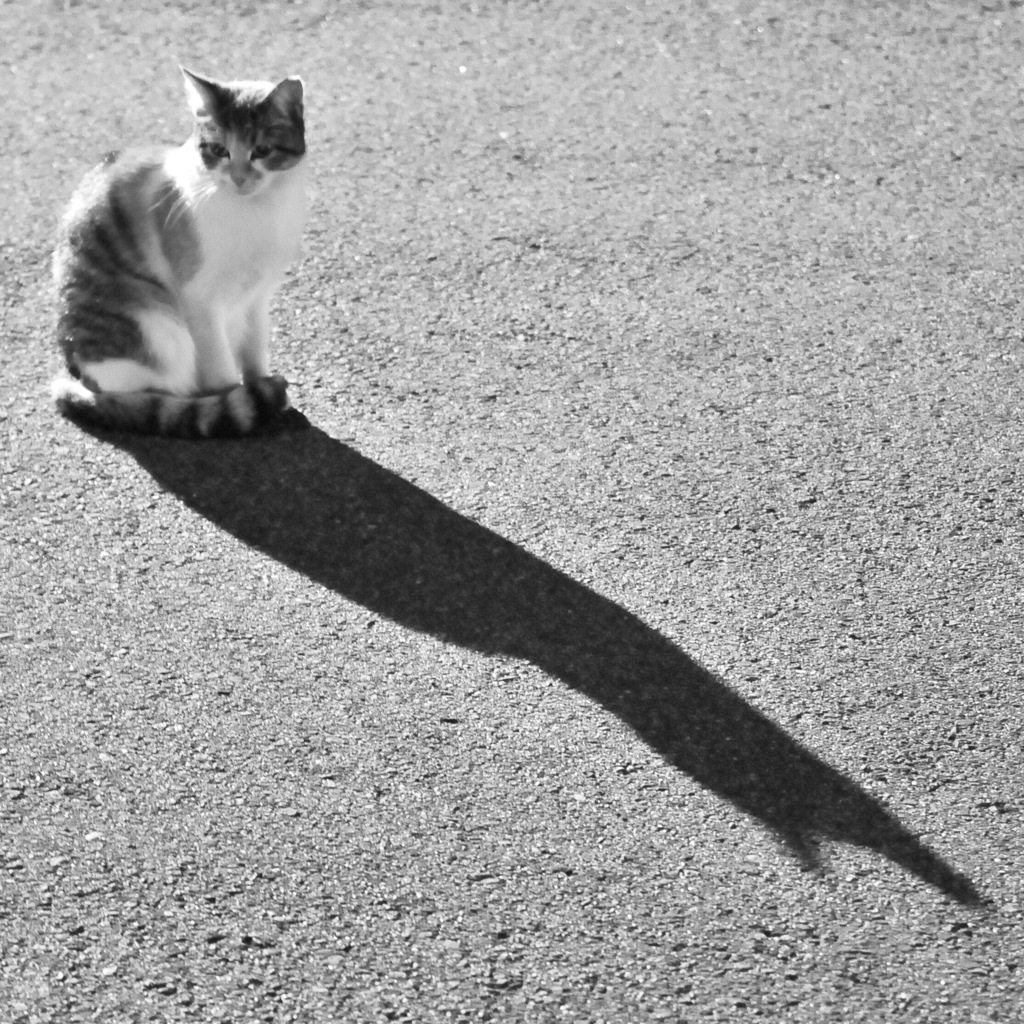 深夜の駐車場にゃん。