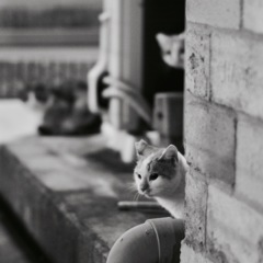 3匹の子豚〜〜じゃなくて猫^_^