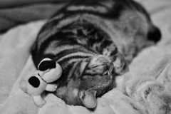 Zzzz〜〜(´∀｀*)