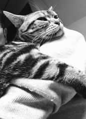 猫マフラー^_^