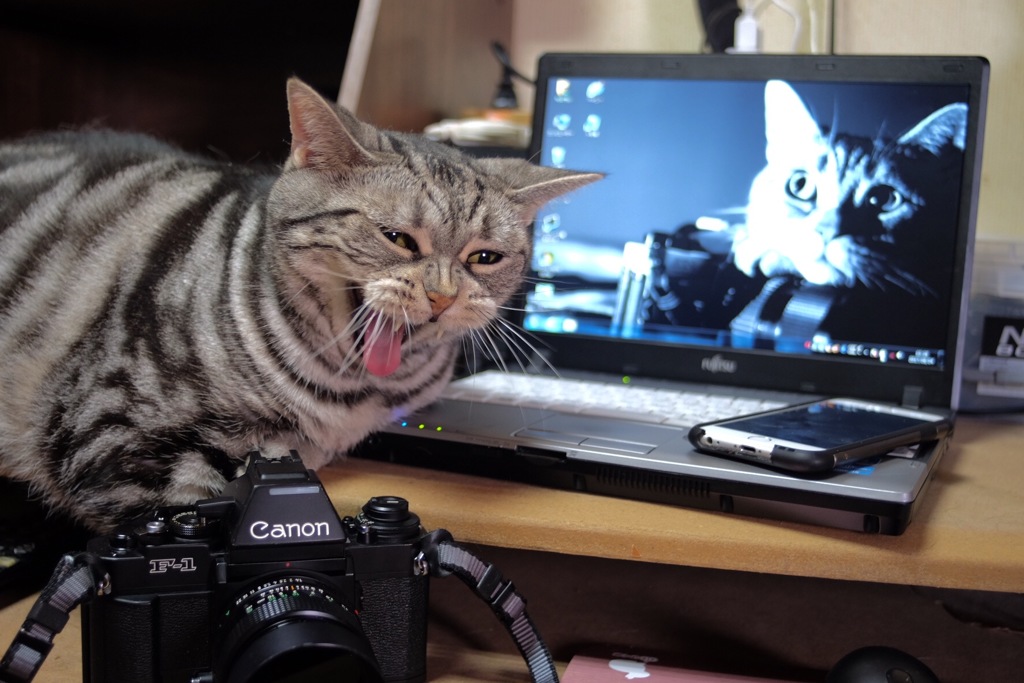 ニャ〜〜〜〜（＾∇＾）