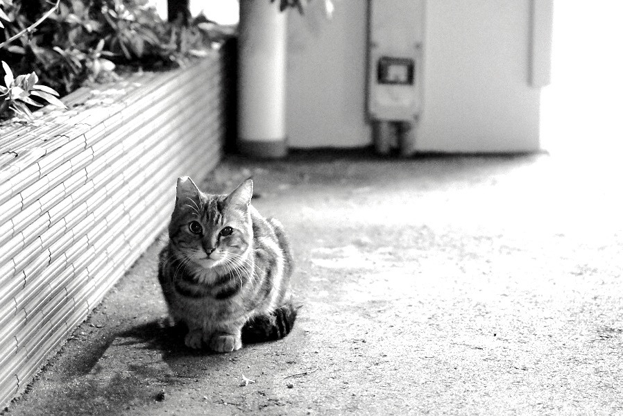 見つめられて。