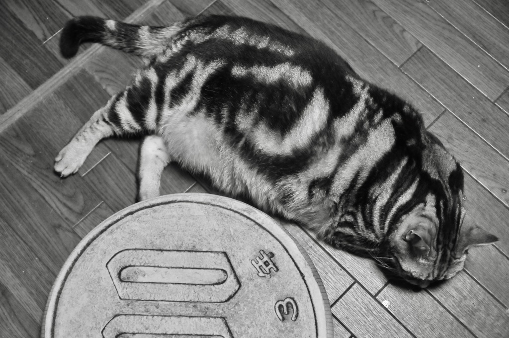 シルバーダビー