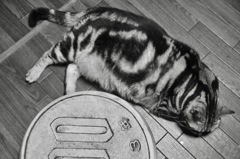 シルバーダビー