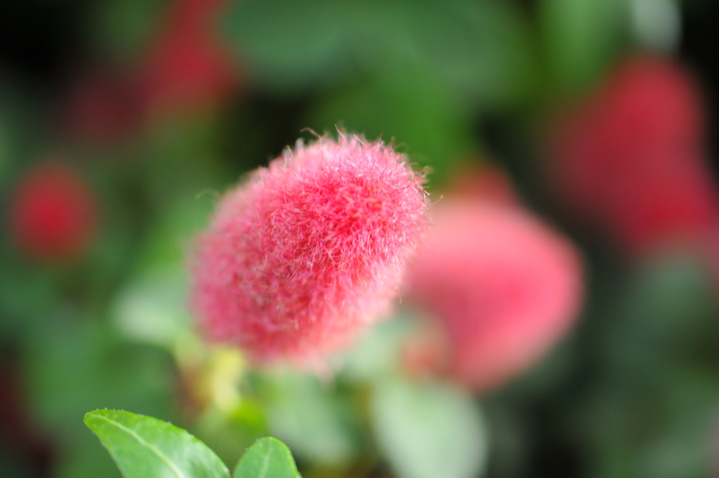 名前は知らない。