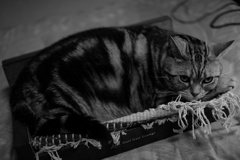 レオはみ出る！