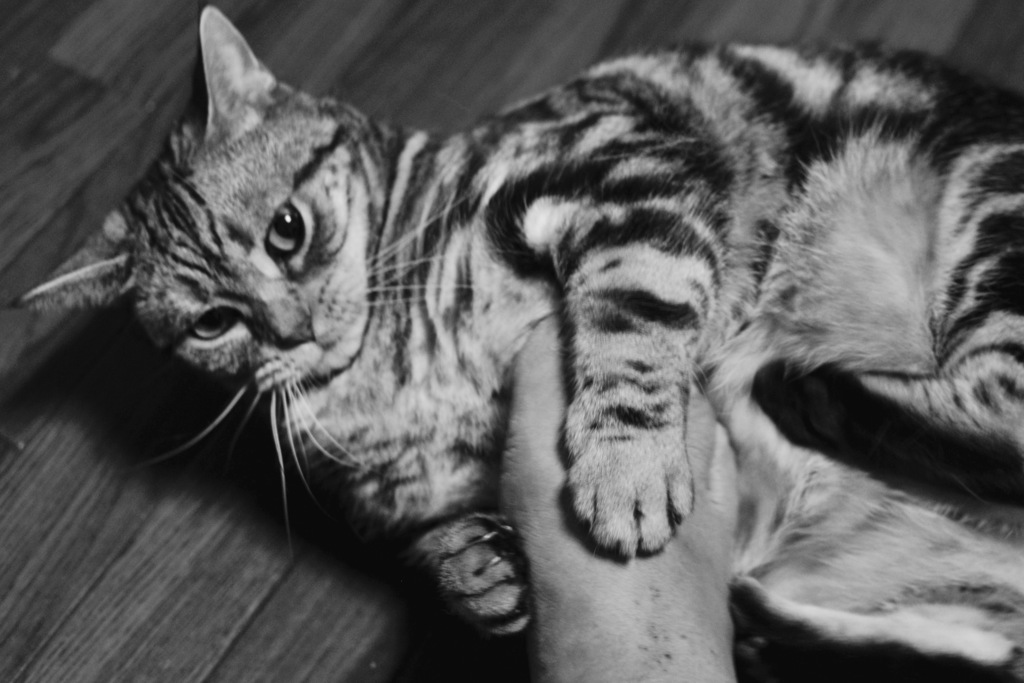 オラオラ〜〜（≧∇≦）喧嘩ゴッコ(^｡^)