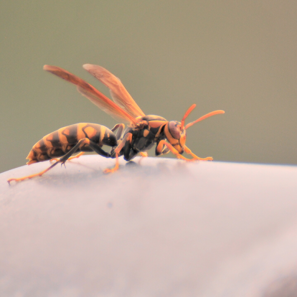 ギャ〜〜〜〜(☝︎ ՞ਊ ՞)☝︎