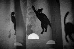 猫の気持ち---