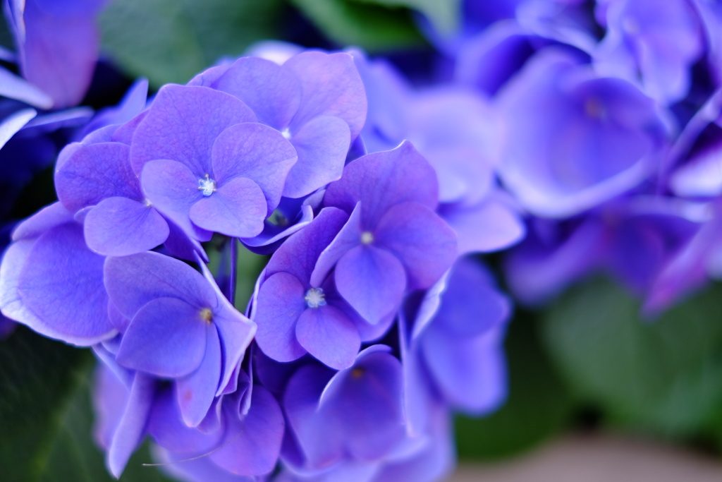 たまには花など。