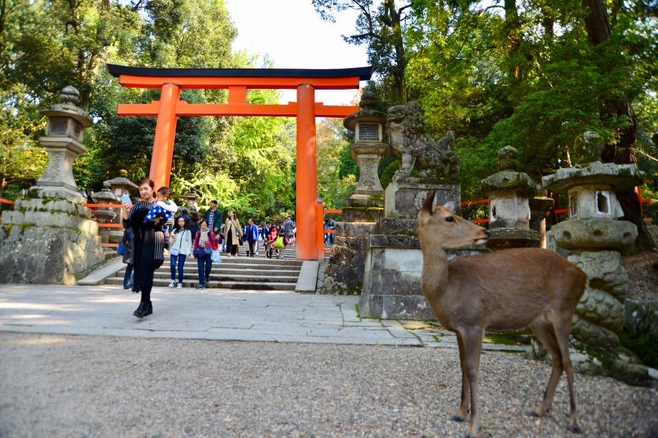 春日大社〜〜鹿がお迎え。