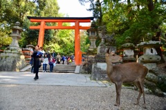 春日大社〜〜鹿がお迎え。