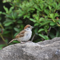 野鳥やってみるかなぁ(^｡^)