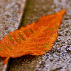 季節の変わり目〜