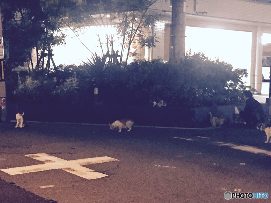 餌やりおばさん