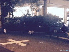 餌やりおばさん