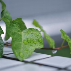 雨の日も撮るよ〜=(^.^)=