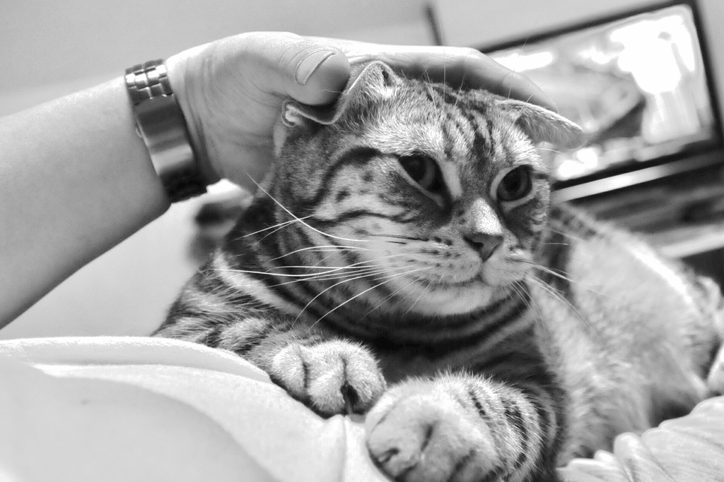 スコティッシュじゃね〜〜よ