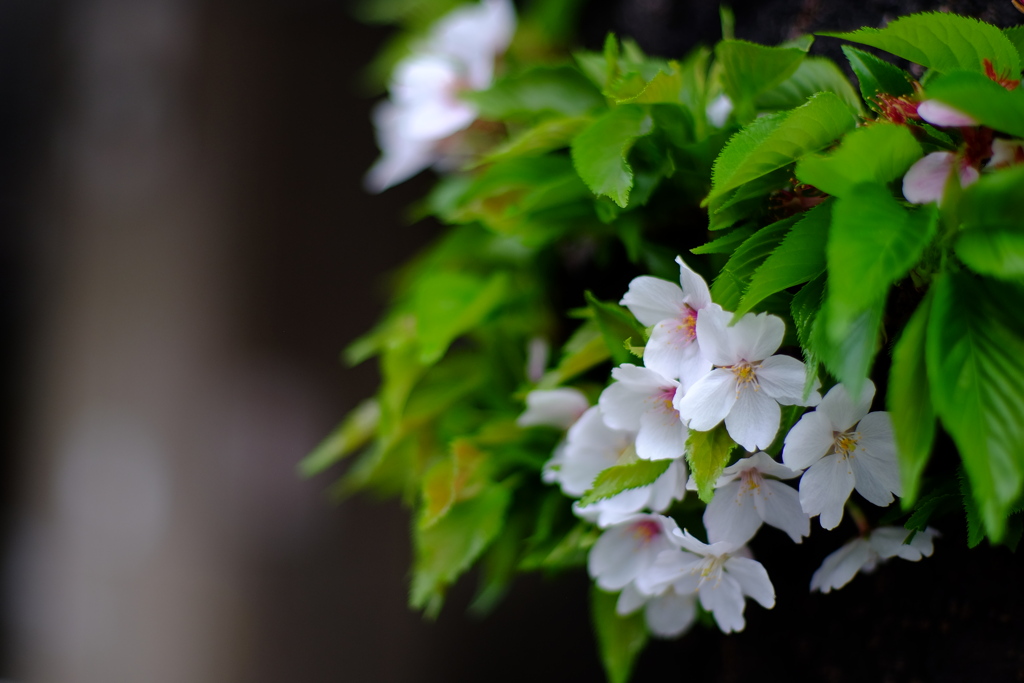葉桜