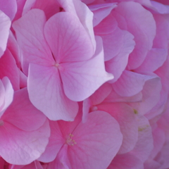 ピンクの紫陽花