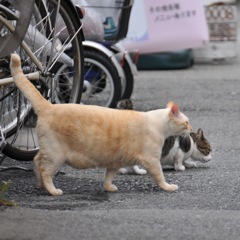 近所の野良猫さん♬
