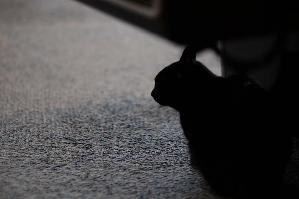 シルエット猫