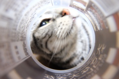 猫の手はいりません。