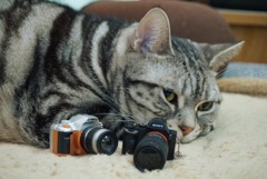 僕のカメラ達にゃん(^.^)