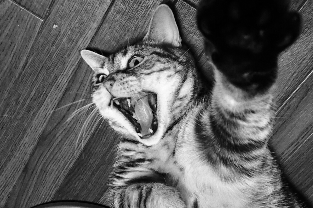 荒ぶる猫
