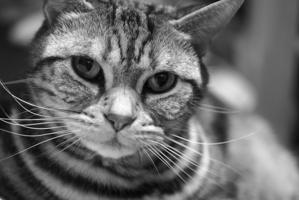 何か言いたそうです。