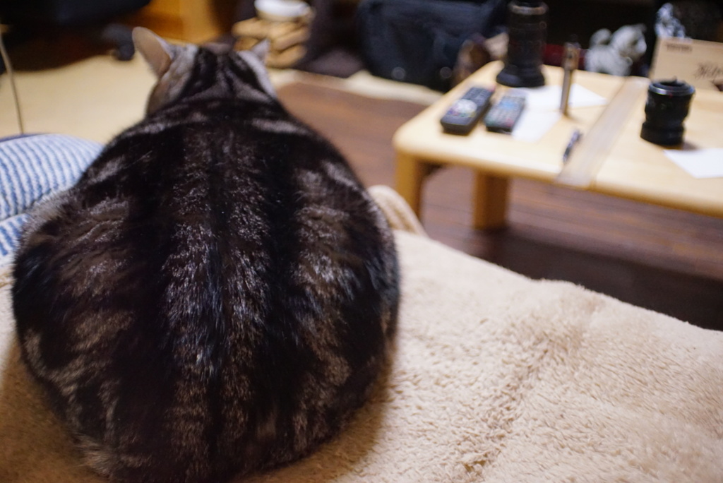 お気に入りクッション(猫柄)(^.^)