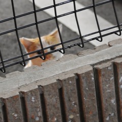 たくましく生きてね〜٩( 'ω' )و