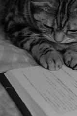 吾輩は猫である？