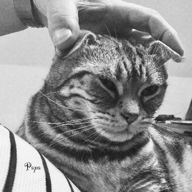 スコティッシュ-シヨートヘアーです(๑˃̵ᴗ˂̵)