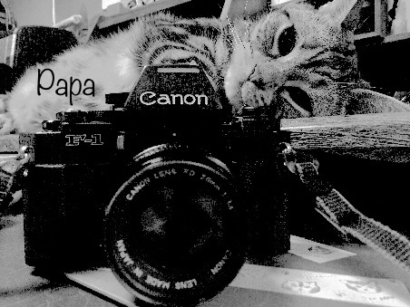 お疲れ様ですニャン(^｡^)